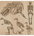 bones skulls skeletons - freehands vector image