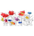 drawing poppy flowers vector image