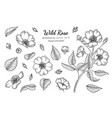 set wild rose flower and leaf hand drawn vector image