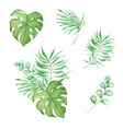 watercolor bouquet of bright tropical leaves vector image vector image