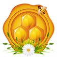 honey vector image