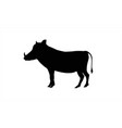 fauna africa-warthog vector image vector image