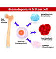 stem cells hematopoiesis vector image