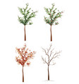four-seasons trees vector image