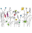 set of ink drawing herbs and flowers vector image vector image