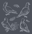 pigeons monochrome set doves wild birds vector image vector image