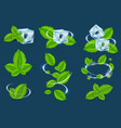 fresh mint organic plant leaf set vector image vector image