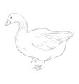 sketch of goose vector image