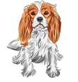 dog cavalier king charles spaniel vector image