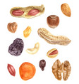 nuts and dried fruits watercolor set vector image
