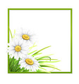 green frame with grass and daisies in corner vector image
