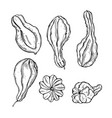 pumpkins sketch vector image