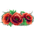 red poppy graphic color drawing vector image
