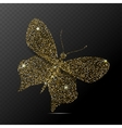 butterfly isolated vector image