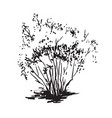 hand-drawn bush black and white realistic image vector image