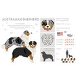 australian shepherd clipart coat colors aussie vector image vector image