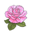 pink rose flower with green leaves realistic hand vector image