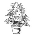 weed leaf plant with pot silhouette vector image vector image