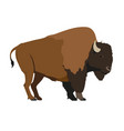 bison athabascae - wood - male vector image vector image