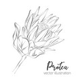 protea sketch floral botany collection vector image
