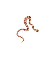 tropical snake isolated on white background vector image