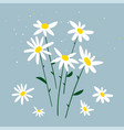 chamomile bouquet vector image vector image