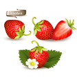 set strawberry realistic 3d isolated vector image
