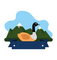 wild canadian duck in the landscape vector image