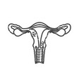 uterus vector image vector image