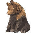 bear vector image