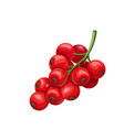 red currant fruit berry vector image vector image