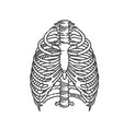 rib cage bones thorax vector image vector image