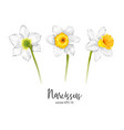 daffodil narcissus flower set vector image vector image