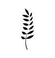 contour healthy wheat organ plant nutricious vector image
