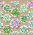 seamless pattern with succulents echeveria jade vector image vector image