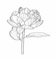 sketch floral botany peony flower with leaves vector image