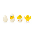 chick hatch from egg step from cracked to hatch vector image