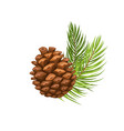 pine branch with cone vector image