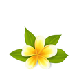 frangipani with leaves exotic flower isolated vector image