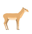 saiga tatarica - antelope - female vector image vector image