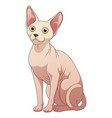 sphynx cat cartoon animal vector image vector image