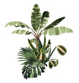 tropical palm bananas tree and exotic composition vector image