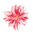 coral daisy flower on a white background isolated vector image vector image