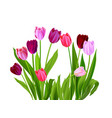 tulips spring nature vector image