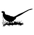 black silhouette of pheasant logo on white vector image vector image