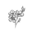 blooming flower branch black and white hand drawn vector image
