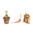 set of carrot watercolor vector image vector image