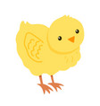 cute yellow chick isolated on white background vector image