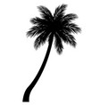 palm tree silhouette vector image