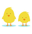 little chickens vector image